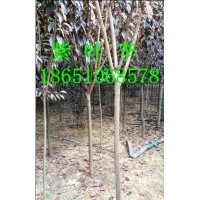 3公分紅葉李批發(fā)供應(yīng)、江蘇紅葉李種植基地、江蘇賣紅葉李、江蘇