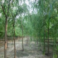 低價(jià)處理垂柳，速生柳，黃皮柳，金葉榆-香花槐=13731281907