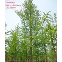 15公分銀杏樹價(jià)格，18公分銀杏樹價(jià)格，20公分銀