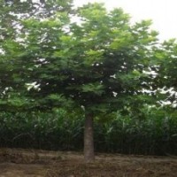 法桐正確季節(jié)修剪植物會更好看