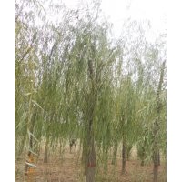 處理垂柳15到20的一年冒200棵
