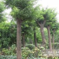 國槐