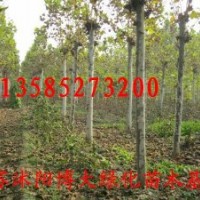 法桐、垂柳、合歡、欒樹(shù)、高桿女貞、紫薇、紫荊、紫葉李、銀杏