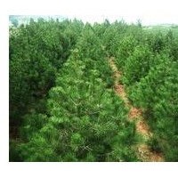 50公分白皮松大量出售、白皮松供應(yīng)商大量供應(yīng)白皮松
