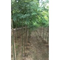 三公分速生國(guó)槐