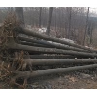 六到十五公分法桐 基地實(shí)景 歡迎考察采購