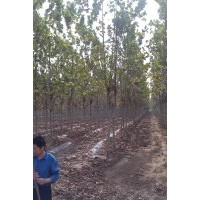 速生法桐十二公分二年冠 基地直銷 價(jià)格優(yōu)惠