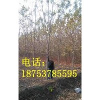 8公分白蠟