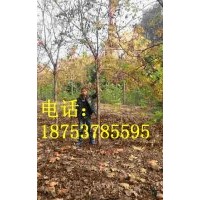 8公分北欒樹