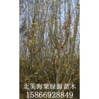 黃金海棠，八凌海棠，舞美海棠