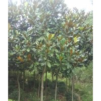 供應(yīng)桂花、廣玉蘭、法桐、紫微、欒樹、法國冬青