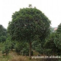 價(jià)格優(yōu)惠，10到16公分胸徑八月桂供應(yīng)