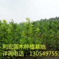 山東泰安急售一年冠10公分法桐法桐價(jià)格表