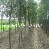 河南千畝柳樹基地，速生柳，青皮柳，黃皮柳，各種規(guī)格柳樹