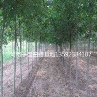 河南白蠟基地，二年生白蠟，三年生白蠟，四年生白蠟各種規(guī)格白蠟