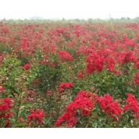 提供大量紅火箭、紅火球、紅葉紫薇苗木