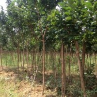 供應湖南長沙3公分紫薇樹(圖)