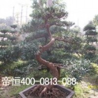 供應(yīng)優(yōu)質(zhì)廉價(jià)苗木雞蛋花,母生樹頭,秋風(fēng)頭