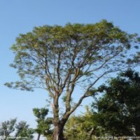 常年銷(xiāo)售樸樹(shù),櫸樹(shù),紅葉石蘭