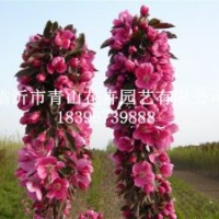 芭蕾舞海棠、白色雙櫻花、北京西府海棠