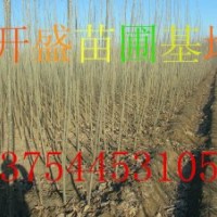 楊樹