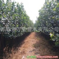 供應(yīng)107楊樹、毛白楊、速生法桐、國槐
