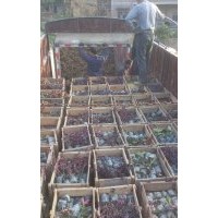 紅花繼木袋苗價格0.75元，紅花繼木小苗價格0.2元，80*80紅花繼木