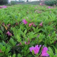 杜鵑 3-8公分