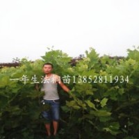 1米高法桐苗扦插苗生長快秋季移植法桐時節(jié)好