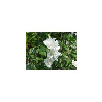 江蘇白花木槿雞肉花苗基地銷售1年苗
