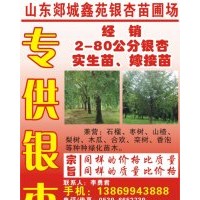 銀杏樹基地低價(jià)直銷