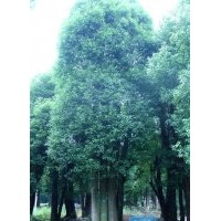森潤(rùn)園林0232號(hào)三桿香樟樹胸徑為φ38，φ37，φ44三支，開度小且