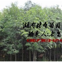 紅花木蓮價(jià)格,8-12公分紅花木蓮價(jià)格