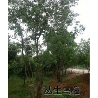 叢生烏桕