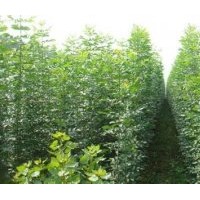 2公分速生白蠟小苗10萬棵，竹柳2萬棵
