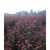 紅葉李