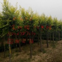 毛白楊、107速生楊、北欒苗、速生國槐