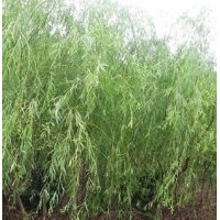 供應(yīng)垂柳，平頭垂柳，嫁接垂柳