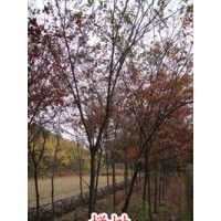 大量供應(yīng)3CM櫸樹