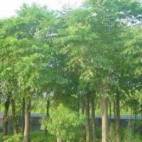 安徽合肥（肥西）欒樹