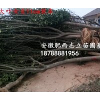 安徽肥西大葉女貞、肥西大葉女貞、合肥大葉女貞供應(yīng)