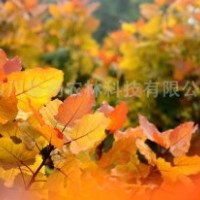 最美麗彩色樹種-"紅霞楊“金紅楊裝扮美麗中國(guó)