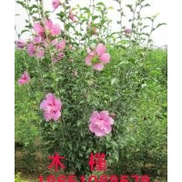 1.5米冠木槿出售，賣木槿，木槿批發(fā)，木槿種植基地