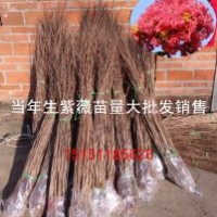觀花小喬木紫薇苗1米高當(dāng)年生紫薇小苗價格量大送貨上門