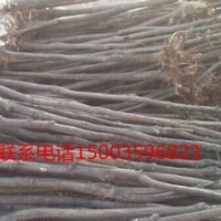 山西國(guó)槐苗-山西國(guó)槐-山西綠華苗木基地-國(guó)槐供應(yīng)