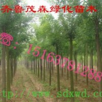 哪里有6公分國槐出售