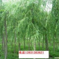 供應(yīng)法桐3-15公分垂柳3-10公分