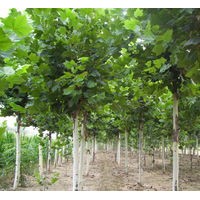 2014秋季苗圃地供應法桐3至10公分，！