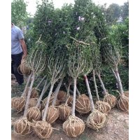 供應(yīng)山東：木槿，紫葉李，側(cè)柏、冬青、大葉黃楊、龍柏。