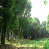 益陽(yáng)大規(guī)格香樟-精品大型古香樟
